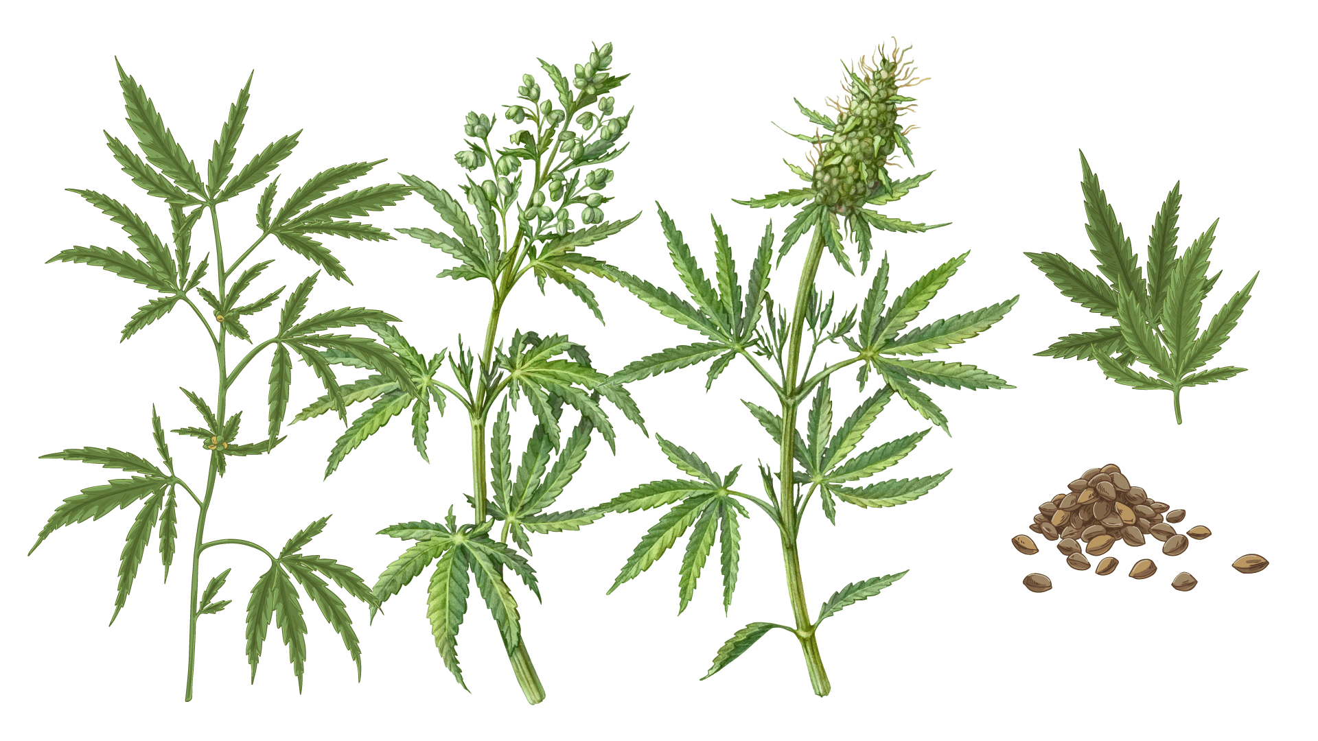 Marijuana Course Development Graphic